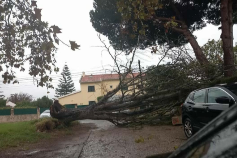 Árvore cai em Azeitão