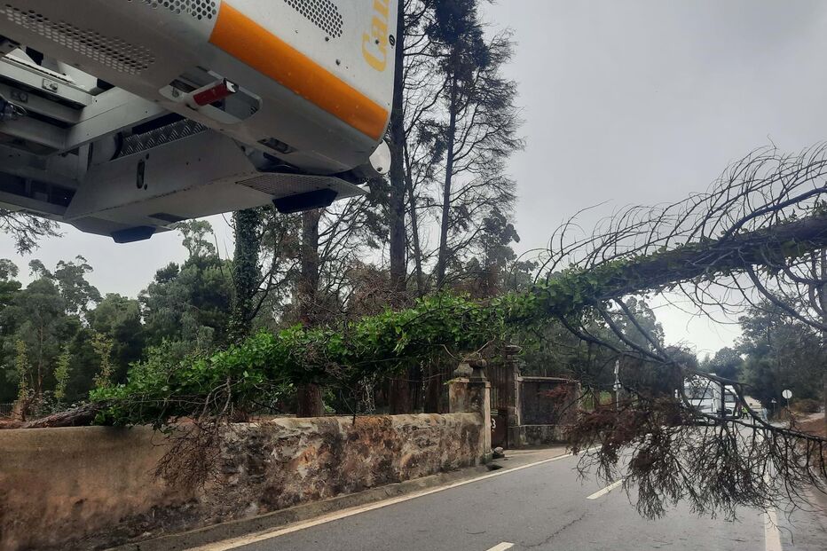 Circulação na linha ferroviária do Vouga interrompida devido a queda de árvore