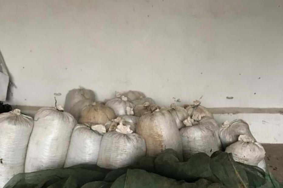 GNR apreende 800 quilos de azeitona furtada em Castro Verde 