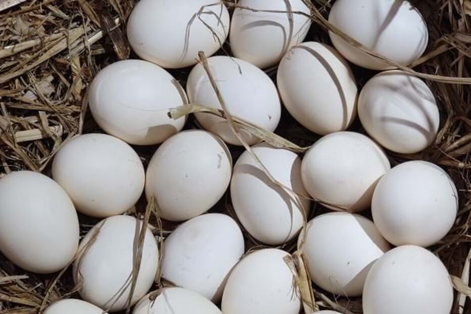 Ovos ( imagem ilustrativa)