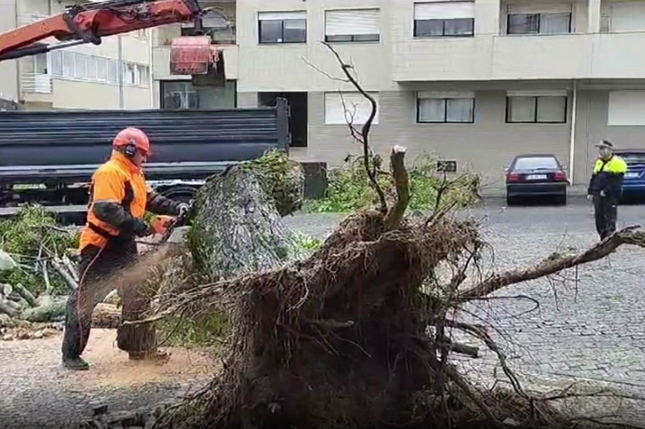 Queda de árvore em Braga