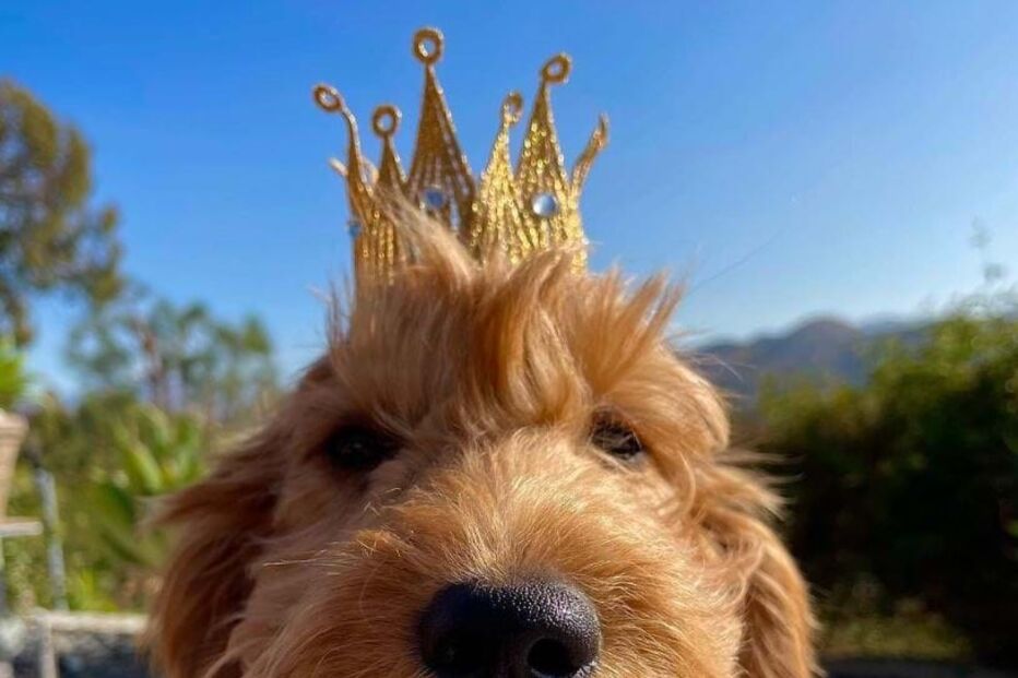 Alfred fazia parte da vida de Matthew há três anos