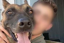 Cães ajudaram o exército israelita a encontrar cerca de 50 engenhos explosivos