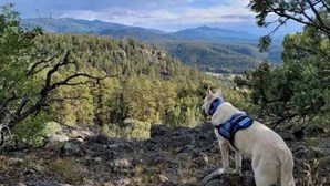 Cão encontrado junto ao corpo do dono que estava desaparecido há meses nas montanhas no Colorado