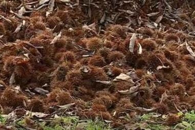 Produtores de castanha judia satisfeitos com a apanha apesar da quebra de produção