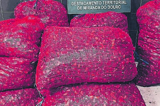 Três pessoas furtam 200 quilos de castanha em Mogadouro 