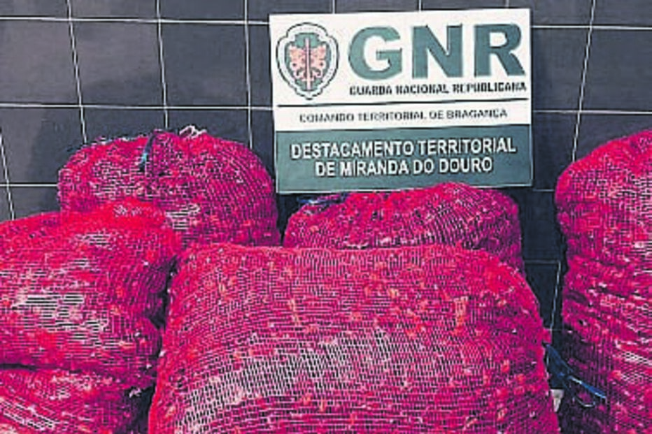 Três pessoas furtam 200 quilos de castanha em Mogadouro 