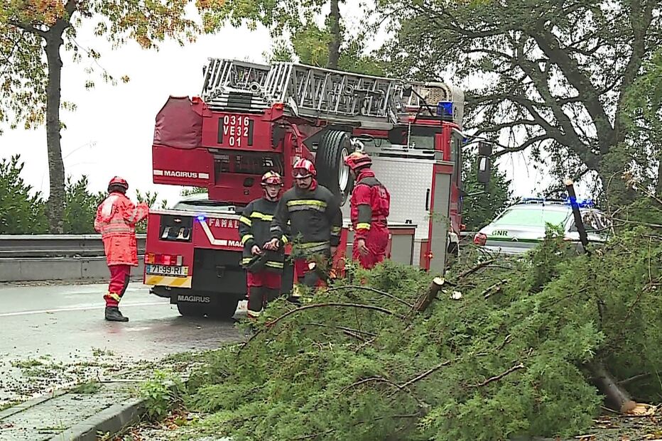 Árvore em Famalicão