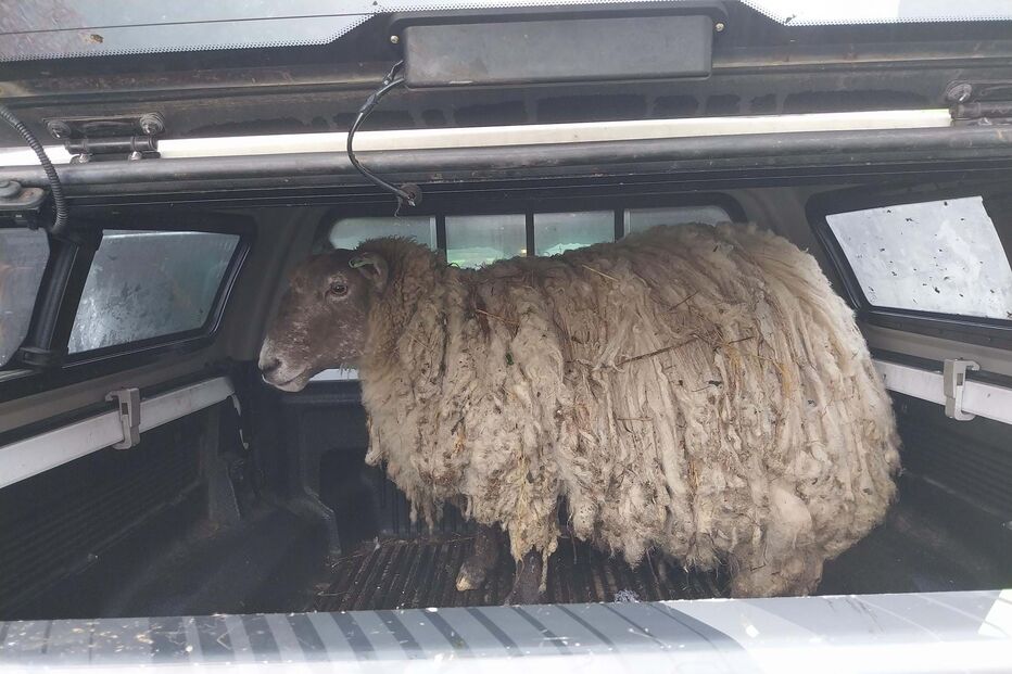 Ovelha 'mais solitária da Grã-Bretanha'