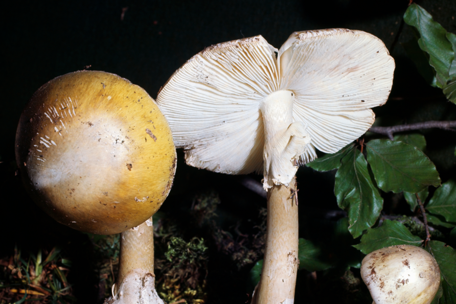 Cogumelo Amanita phalloides