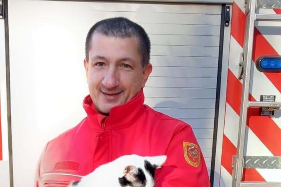 Bombeiros resgatam gato em Azurém