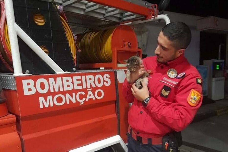 Bombeiros de Monção salvam gato 