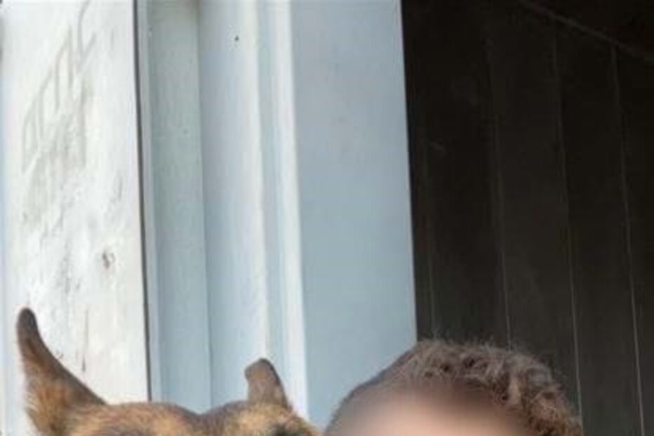 Cães ajudaram o exército israelita a encontrar cerca de 50 engenhos explosivos