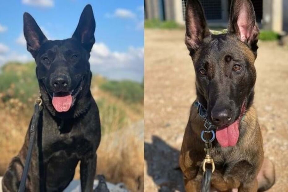 2023-11-26_13_08_27 img_900x509$2023_11_26_12_54_54_1501355.jpg