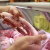 <![CDATA[ Brasil endurece tom contra UE por exigências sanitárias sobre carne ]]>