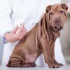 <![CDATA[ Ordem lança campanha para forçar AR a reduzir IVA nos serviços veterinários ]]>