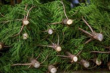 Muitas pessoas cumprem tradição nos Açores e ainda utilizam árvores naturais 