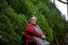 Muitas pessoas cumprem tradição nos Açores e ainda utilizam árvores naturais 