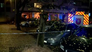 Queda de árvore de grande porte danifica três carros em Lisboa