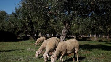 Ovelha xxx ovelhas xxx