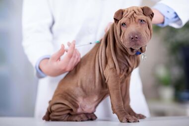 Médicos veterinários lançam petição pela alteração do IVA nos serviços de animais de companhia