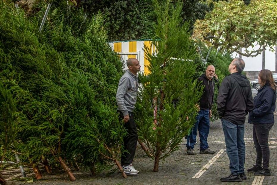 Muitas pessoas cumprem tradição nos Açores e ainda utilizam árvores naturais 