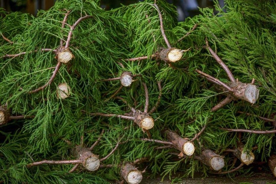 Muitas pessoas cumprem tradição nos Açores e ainda utilizam árvores naturais 