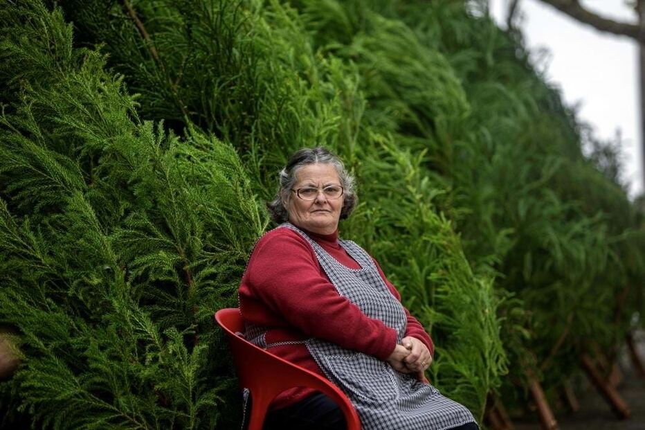 Muitas pessoas cumprem tradição nos Açores e ainda utilizam árvores naturais 