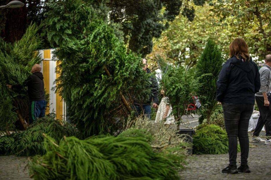 Muitas pessoas cumprem tradição nos Açores e ainda utilizam árvores naturais 