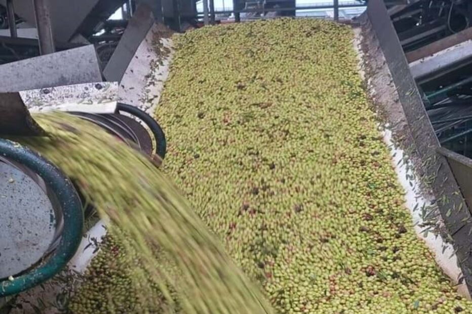 Operação da GNR com 10 toneladas de azeitona recuperadas e 62 detidos em Beja