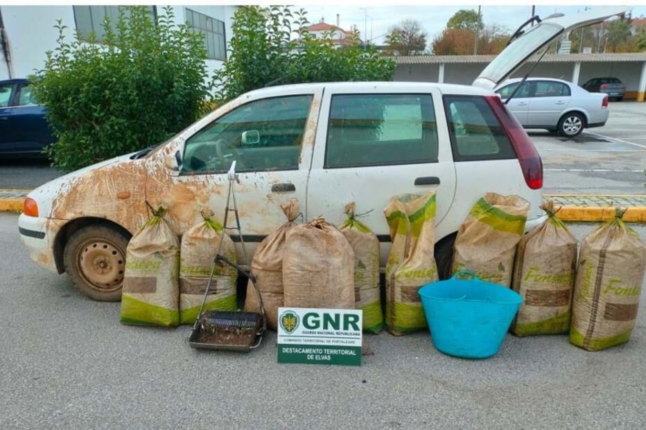 270 quilos de azeitona apreendidos em Elvas