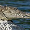 <![CDATA[ Israel quer usar crocodilos para impedir fugas de palestinianos ]]>