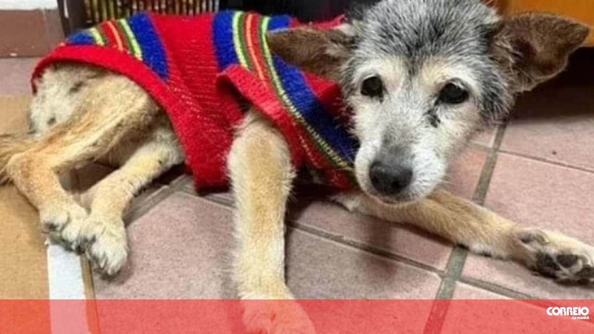 Donos de cadela italiana acreditam que animal é o cão mais velho do mundo