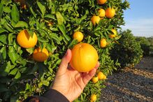 A produção da laranja vai ser afetada