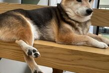 Sara Sampaio e o seu cão South