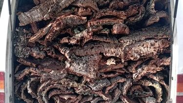 Cortiça alegadamente furtada