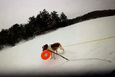 Cão herói ajuda a resgatar dono de lago gelado nos EUA