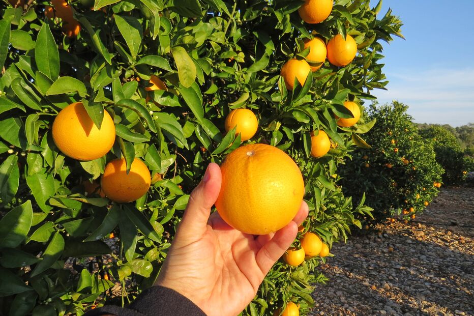 A produção da laranja vai ser afetada