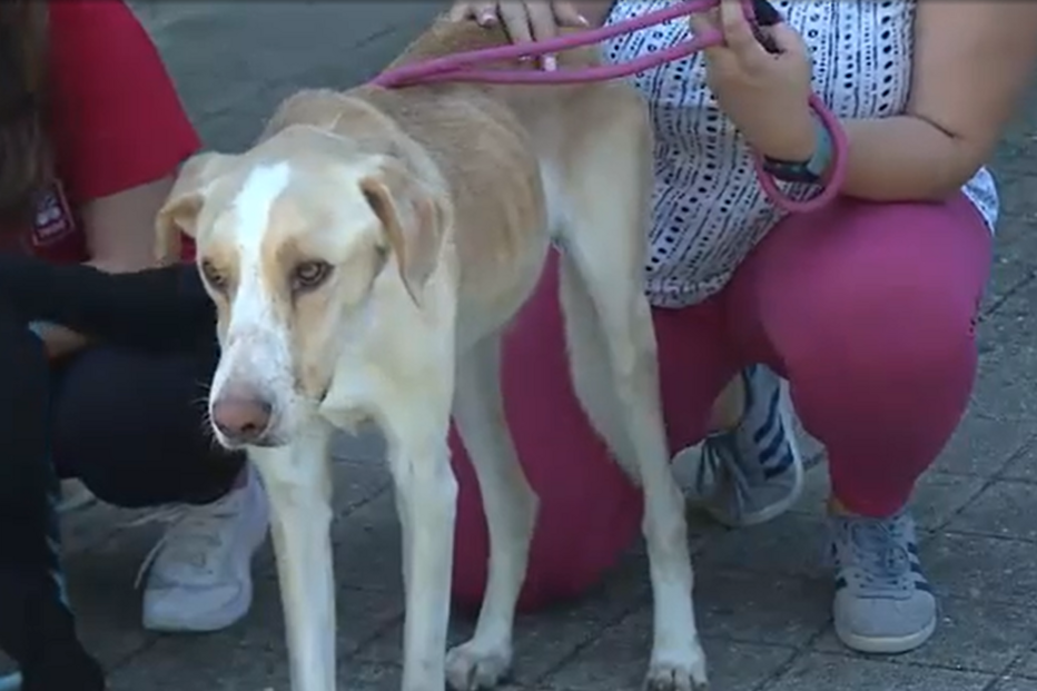 Vítima e agressor punidos por deixarem cães à fome