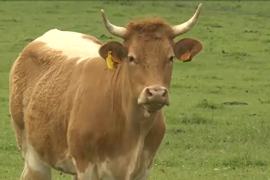 Vaca sem seguro provoca acidente na via pública em Nisa