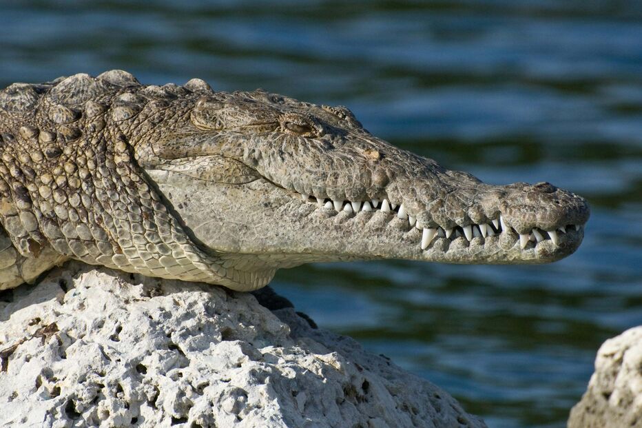 Crocodilo (Imagem genérica)