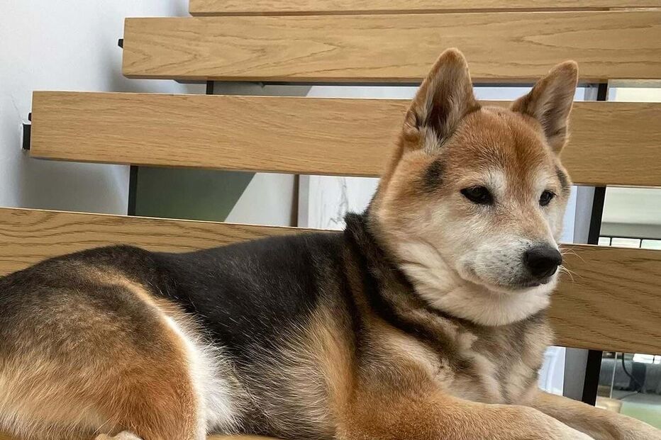 Sara Sampaio e o seu cão South