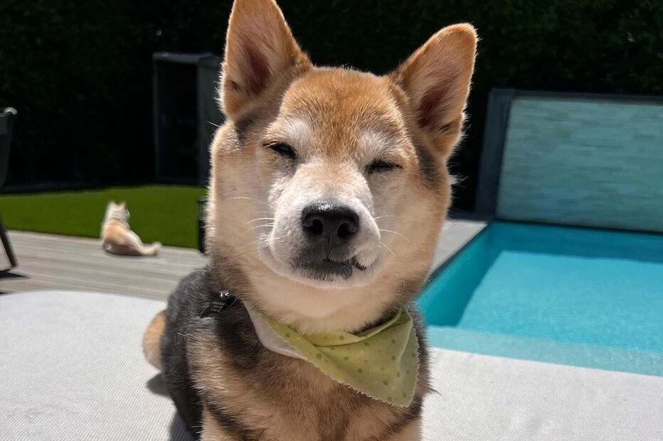 Sara Sampaio e o seu cão South