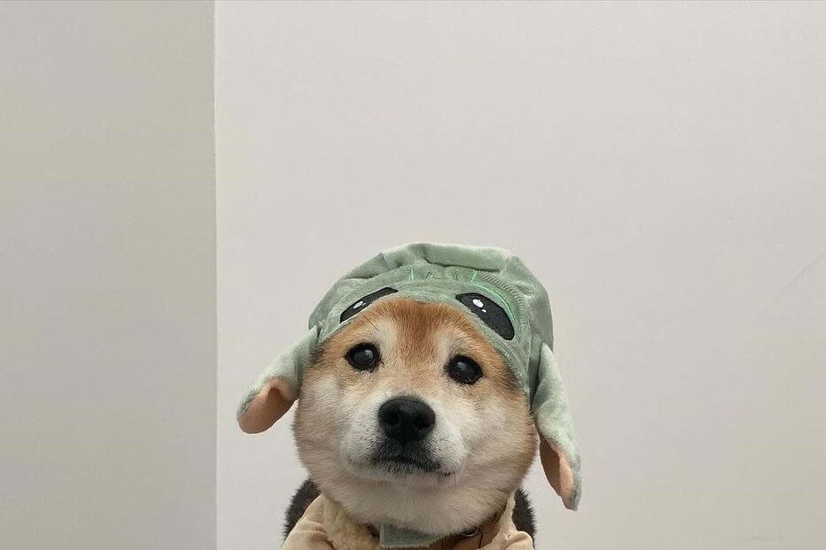 Sara Sampaio e o seu cão South