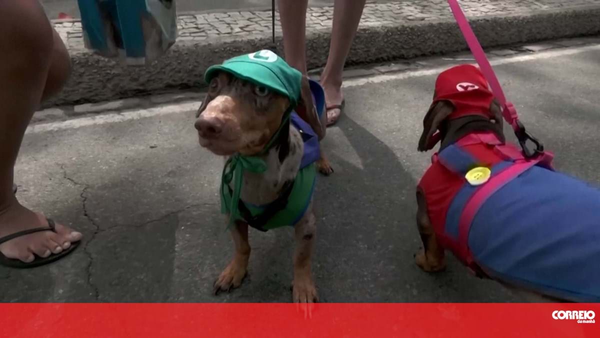 Cães vestidos a rigor para celebrar o carnaval em Copacabana