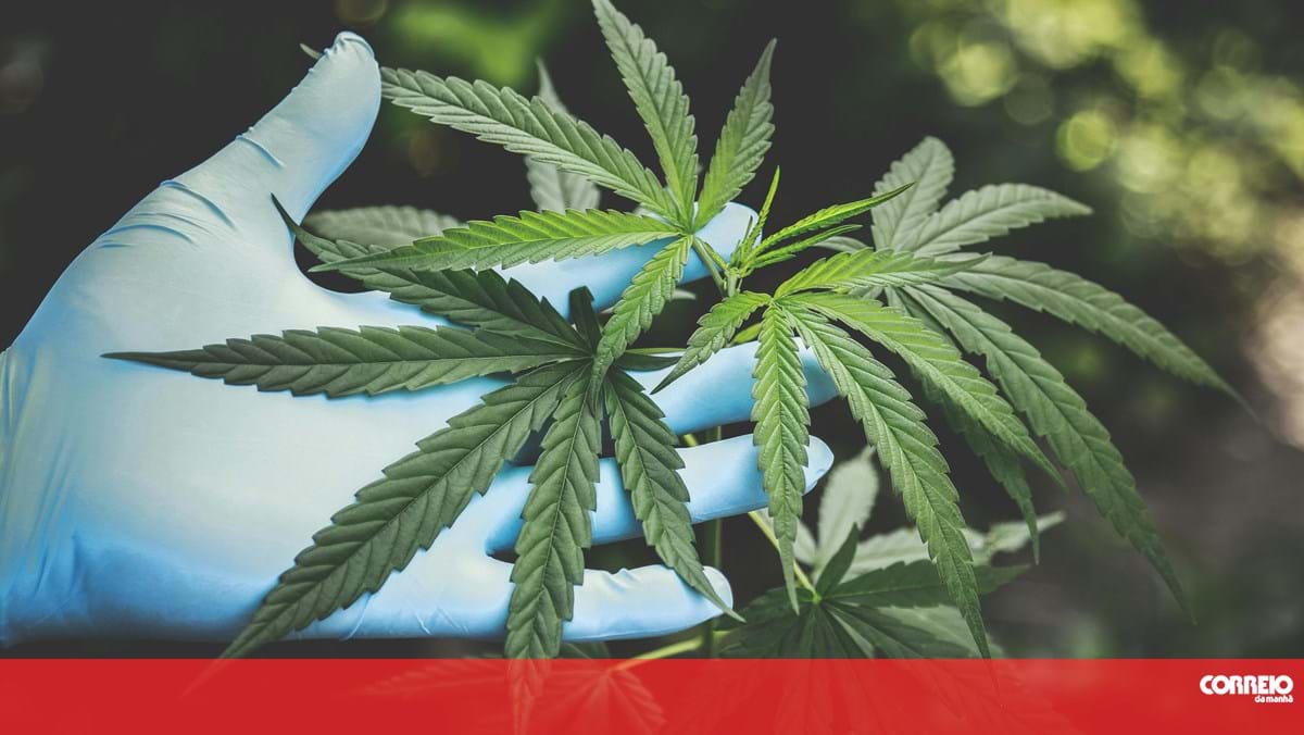 Infarmed aprova comercialização de três produtos à base de canábis