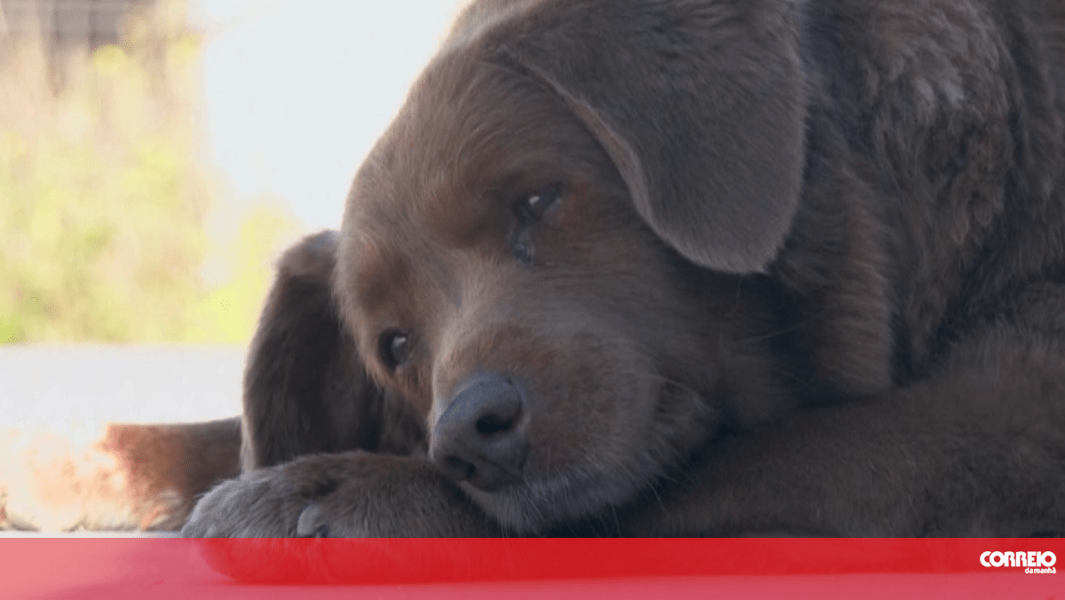 Bobi perde o título de cão mais velho do mundo