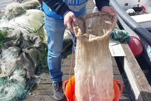 Polícia Marítima apreende 13 quilos de meixão no rio Tejo