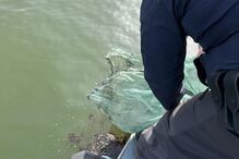 Polícia Marítima apreende 13 quilos de meixão no rio Tejo