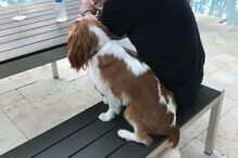 Rubens Barrichello com o cão